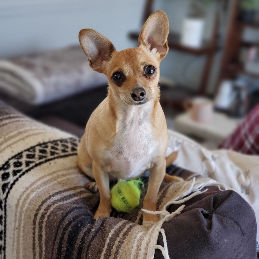 Meet your Posher, Teeken